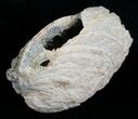 Huge Crystal Filled Fossil Clam - Rucks Pit, FL #5534-2